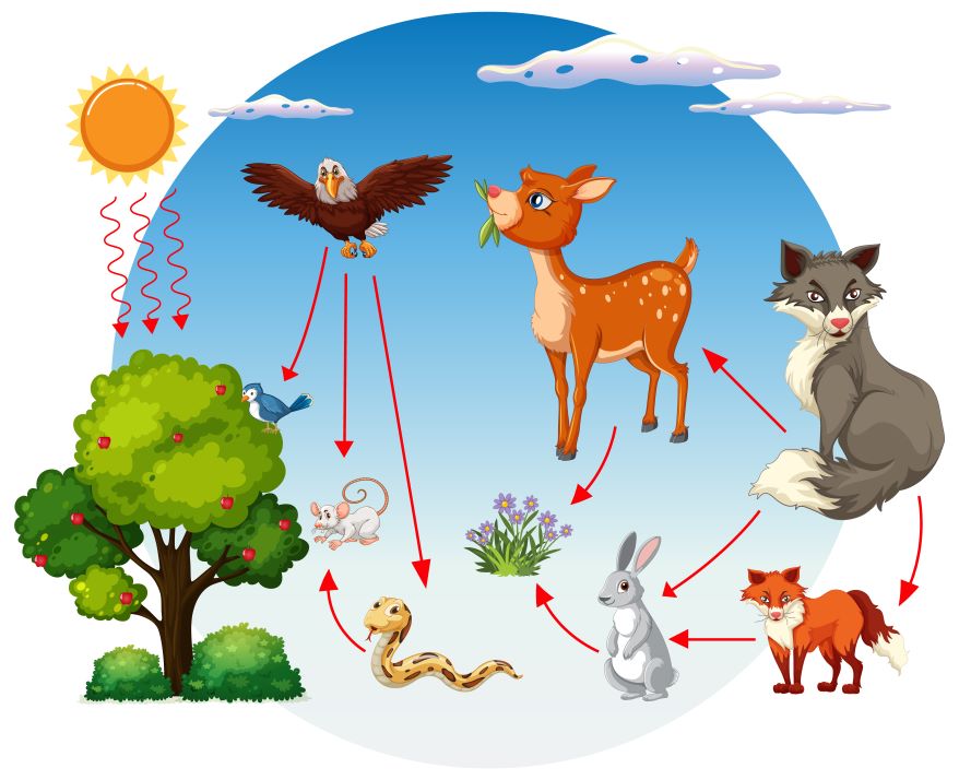 food chain