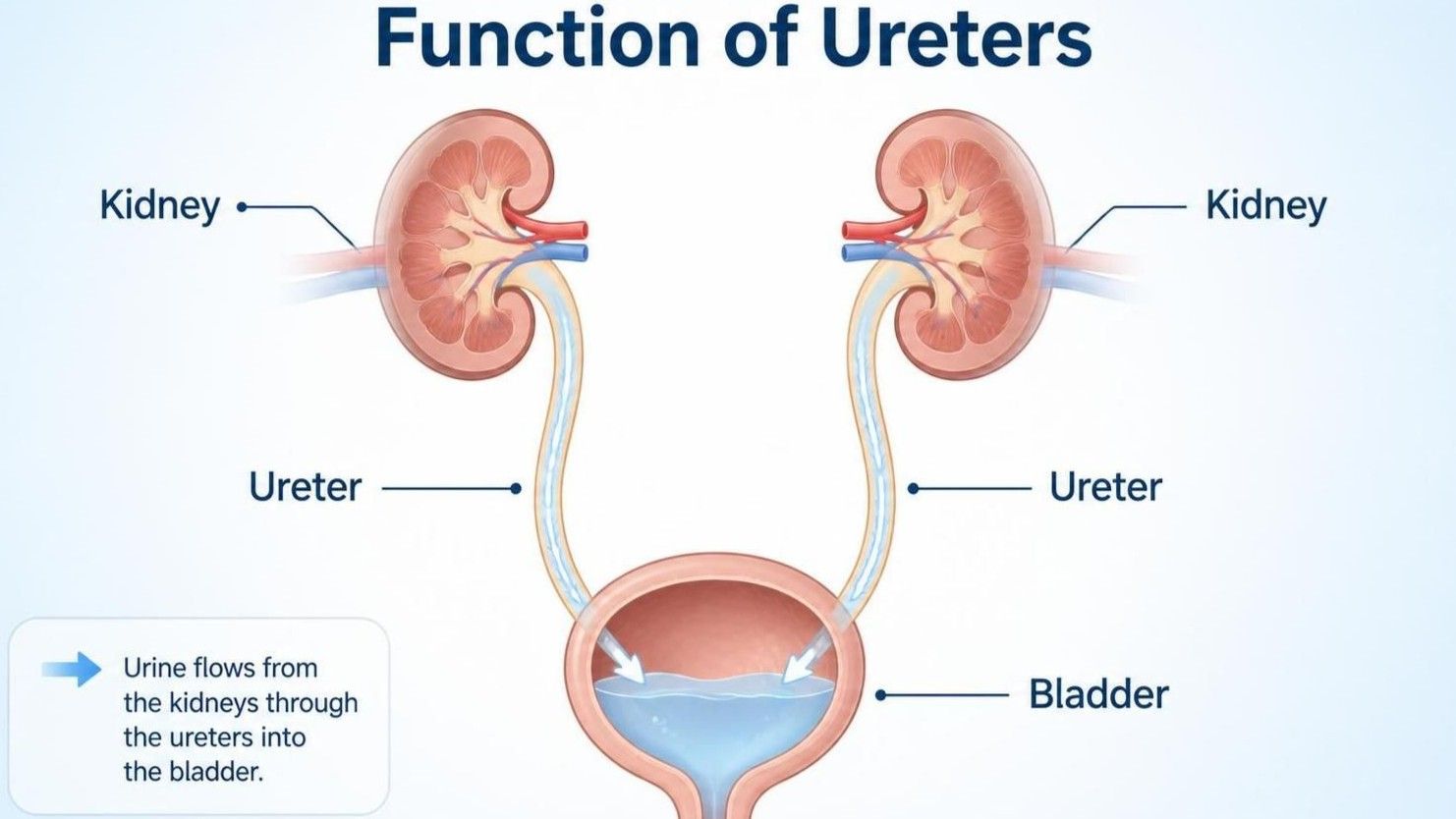 Medical illustration showing urine flowing from both kidneys through the ureters into the bladder and function of ureters